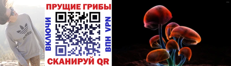 Галлюциногенные грибы Psilocybine cubensis  Белая Холуница 